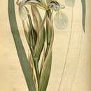 Sivun Iris halophila var. halophila kuva