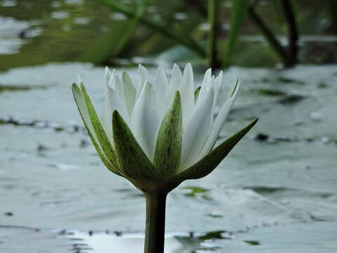 Image of Dotleaf waterlily