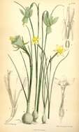 Image de Narcissus rupicola Dufour