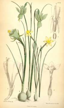Image of Narcissus rupicola Dufour