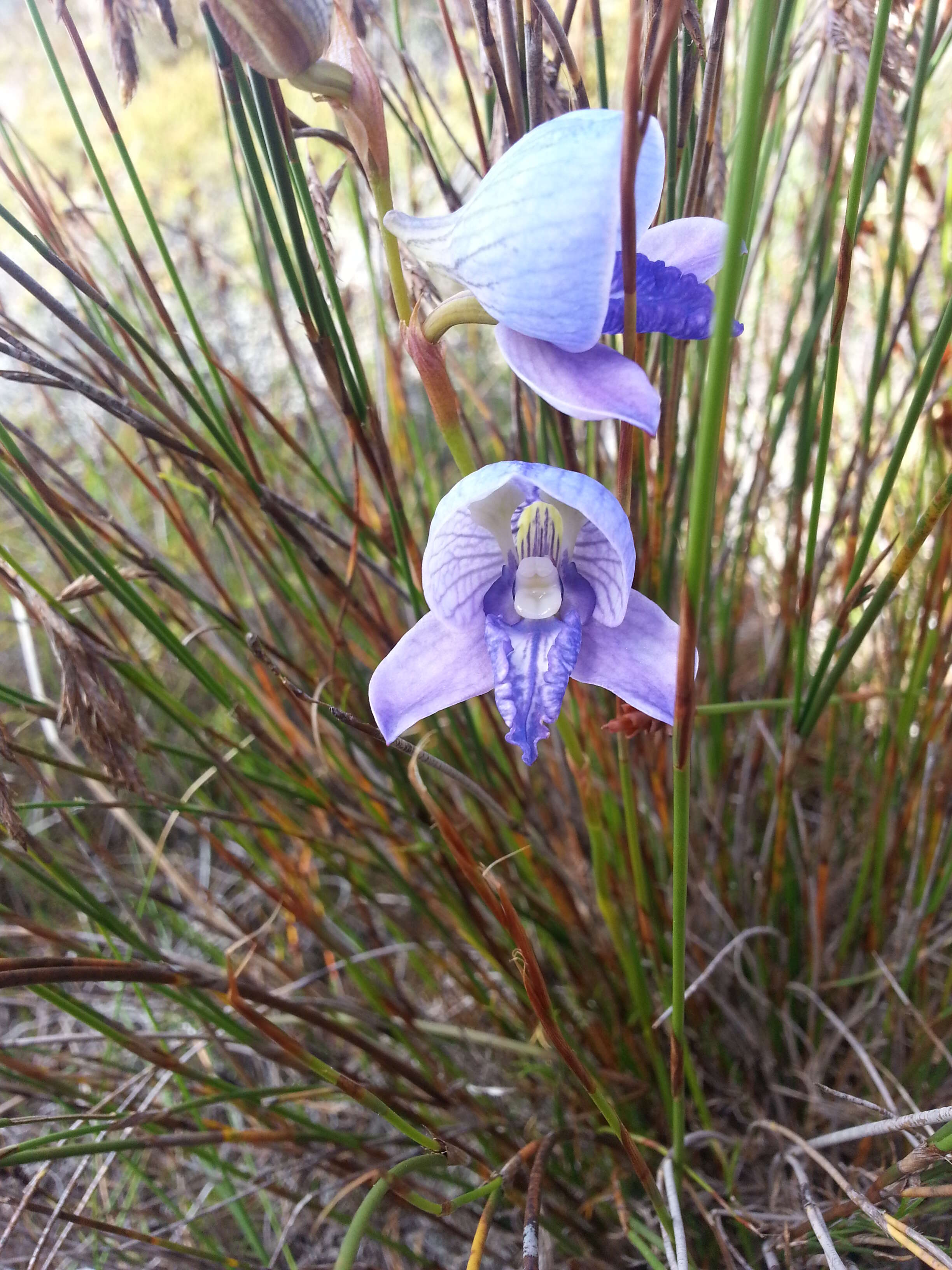 Image of Early blue Disa