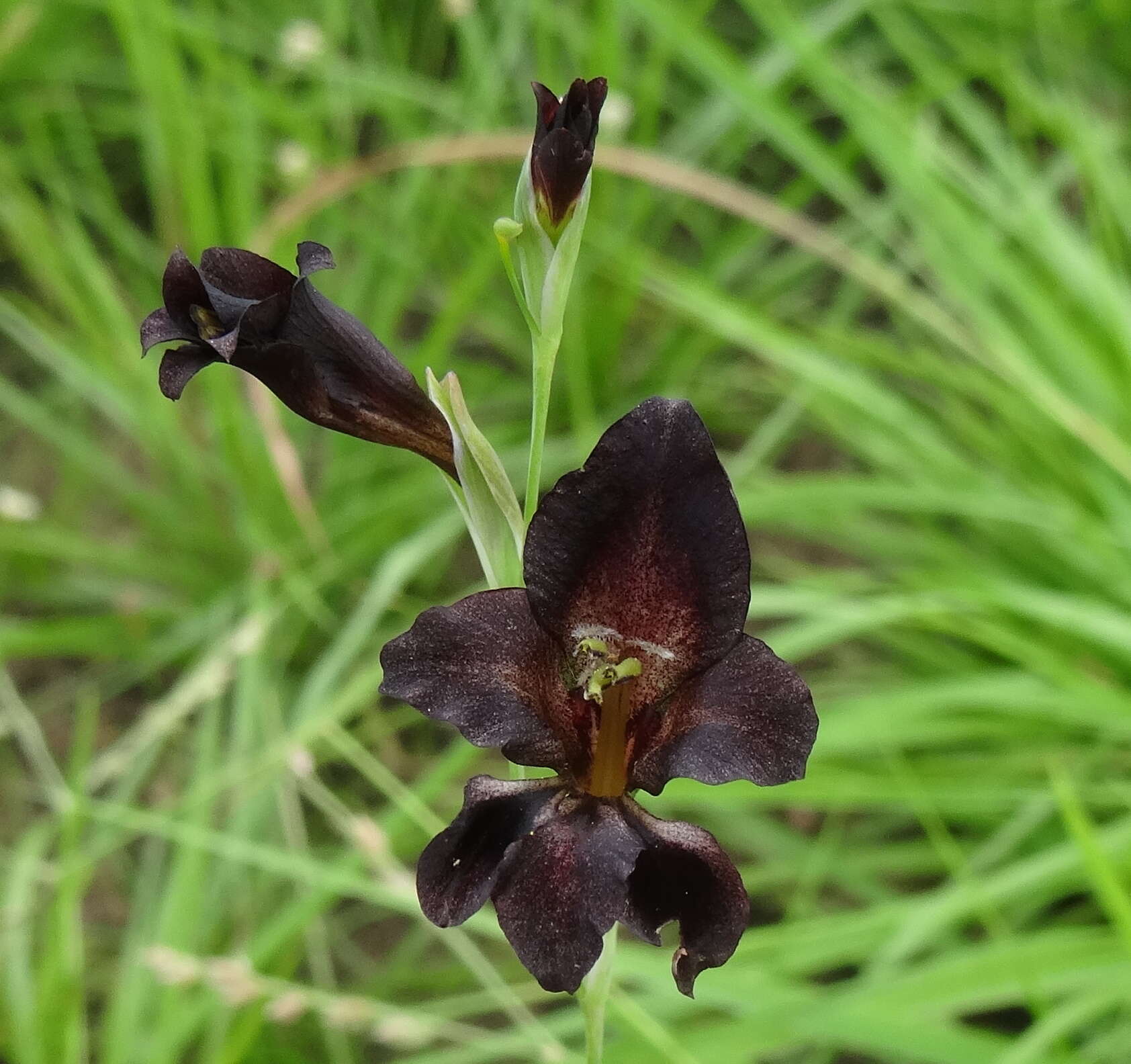 Image of Gladiolus atropurpureus Baker