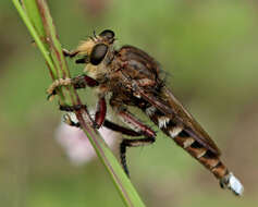 Image of Giant Robber Flies