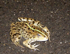 Image of Green Frogs; Water Frogs