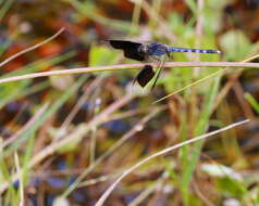 Sivun Erythrodiplax umbrata (Linnaeus 1758) kuva