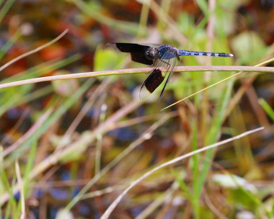 Sivun Erythrodiplax umbrata (Linnaeus 1758) kuva