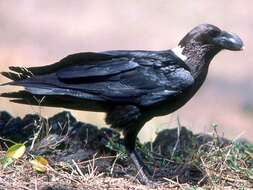 Слика од Corvus albicollis Latham 1790