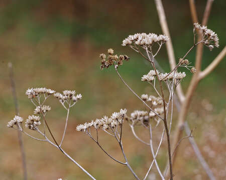 Image of white crownbeard