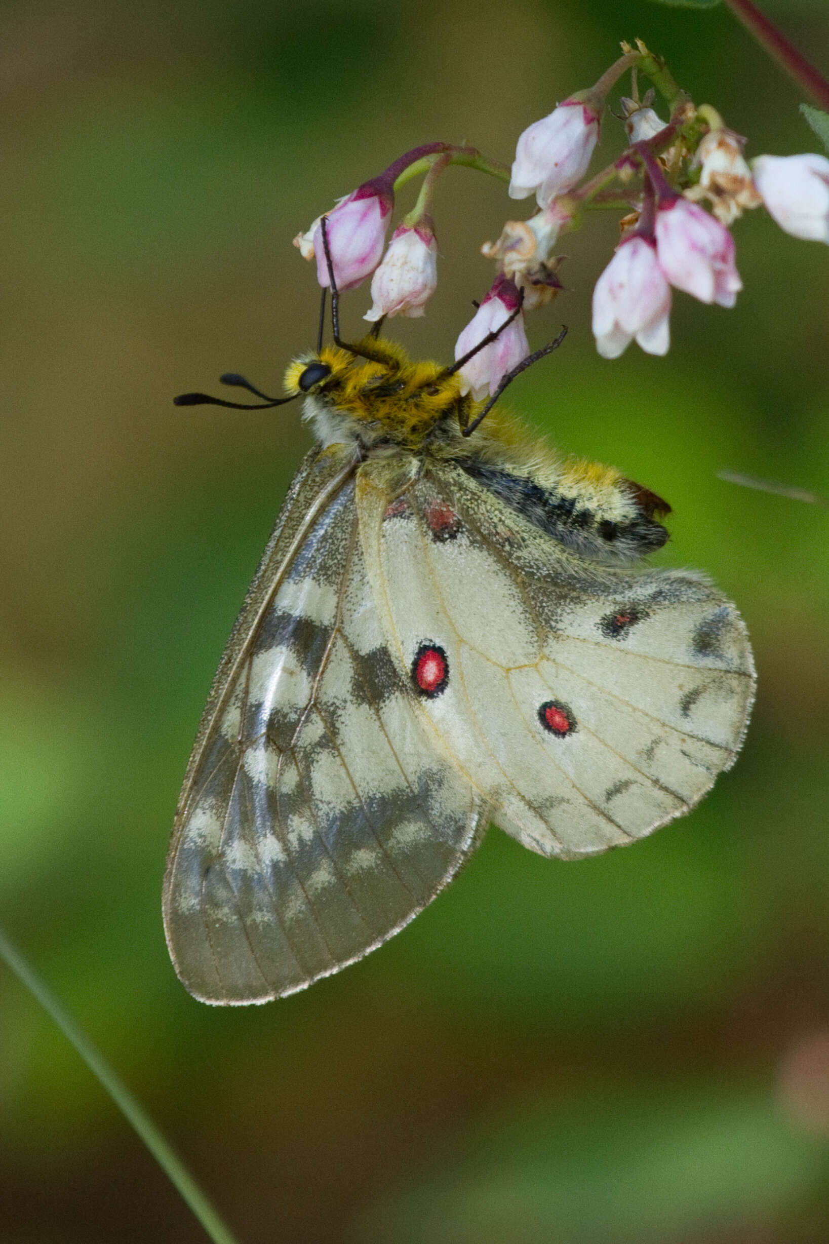 Image of Parnassius