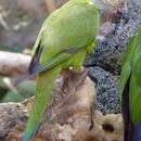 Image of Dusky-headed Parakeet