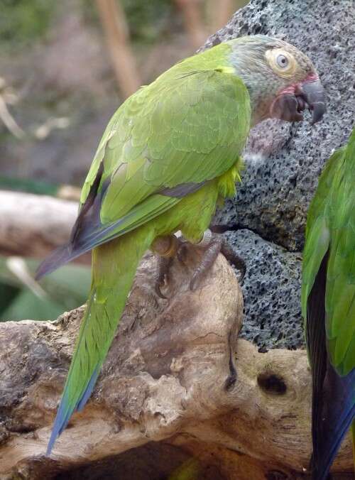 Image of Aratinga Spix 1824