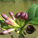 Image of Marsdenia rubrofusca Fourn.