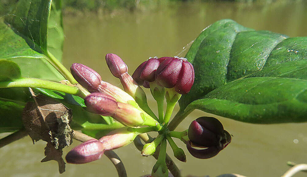 Image of Marsdenia rubrofusca Fourn.