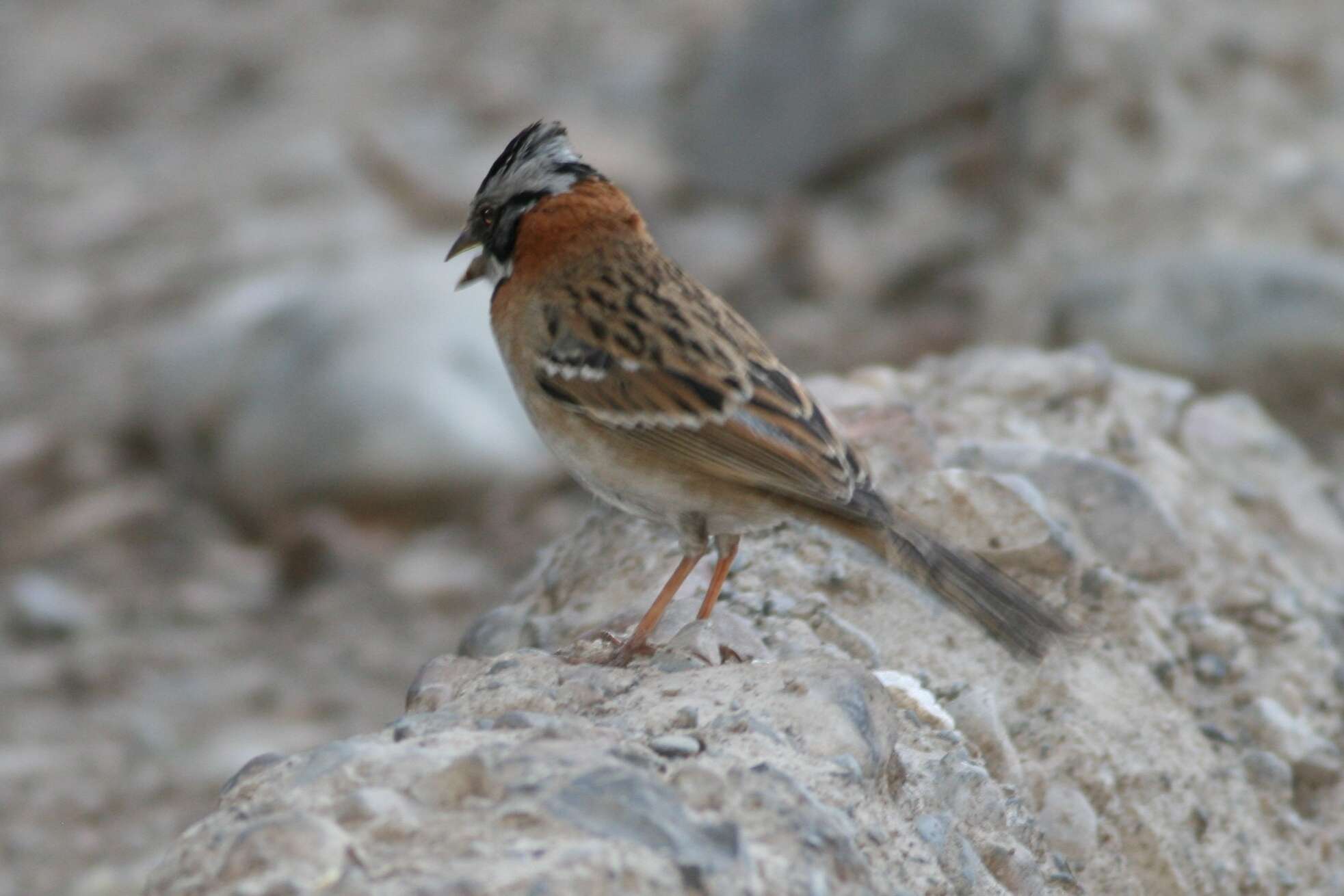 Imagem de Zonotrichia capensis (Müller & Pls 1776)