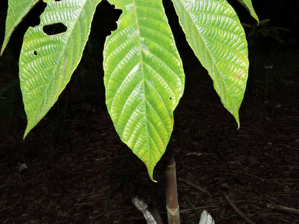 Cecropia obtusifolia Bertol.的圖片