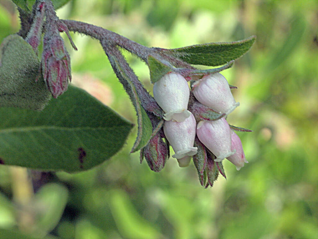 Image de Arctostaphylos tomentosa (Pursh) Lindl.