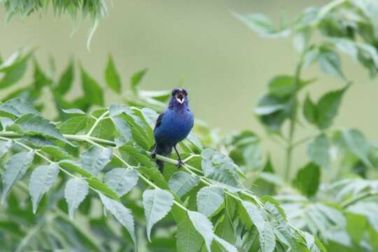 Image of Indigo Bunting