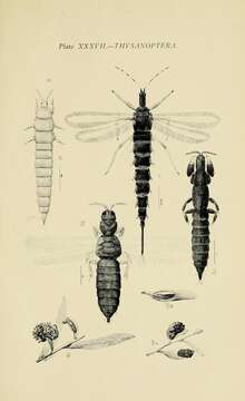 Image of Idolothrips