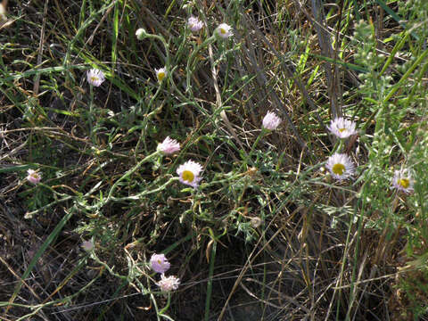 Image of shaggy fleabane