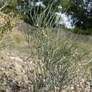 Image of Calligonum calliphysa Bunge