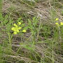 Слика од Lomatium triternatum var. anomalum (M. E. Jones ex Coult. & Rose) Mathias