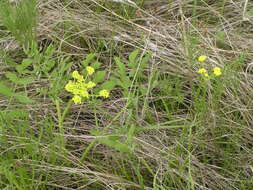 Image of broadnineleaf biscuitroot