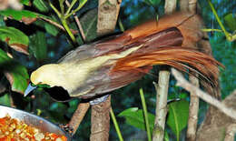 Image of Passeriformes