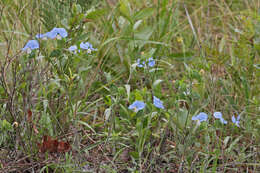 Image of Blousel Blommetjie