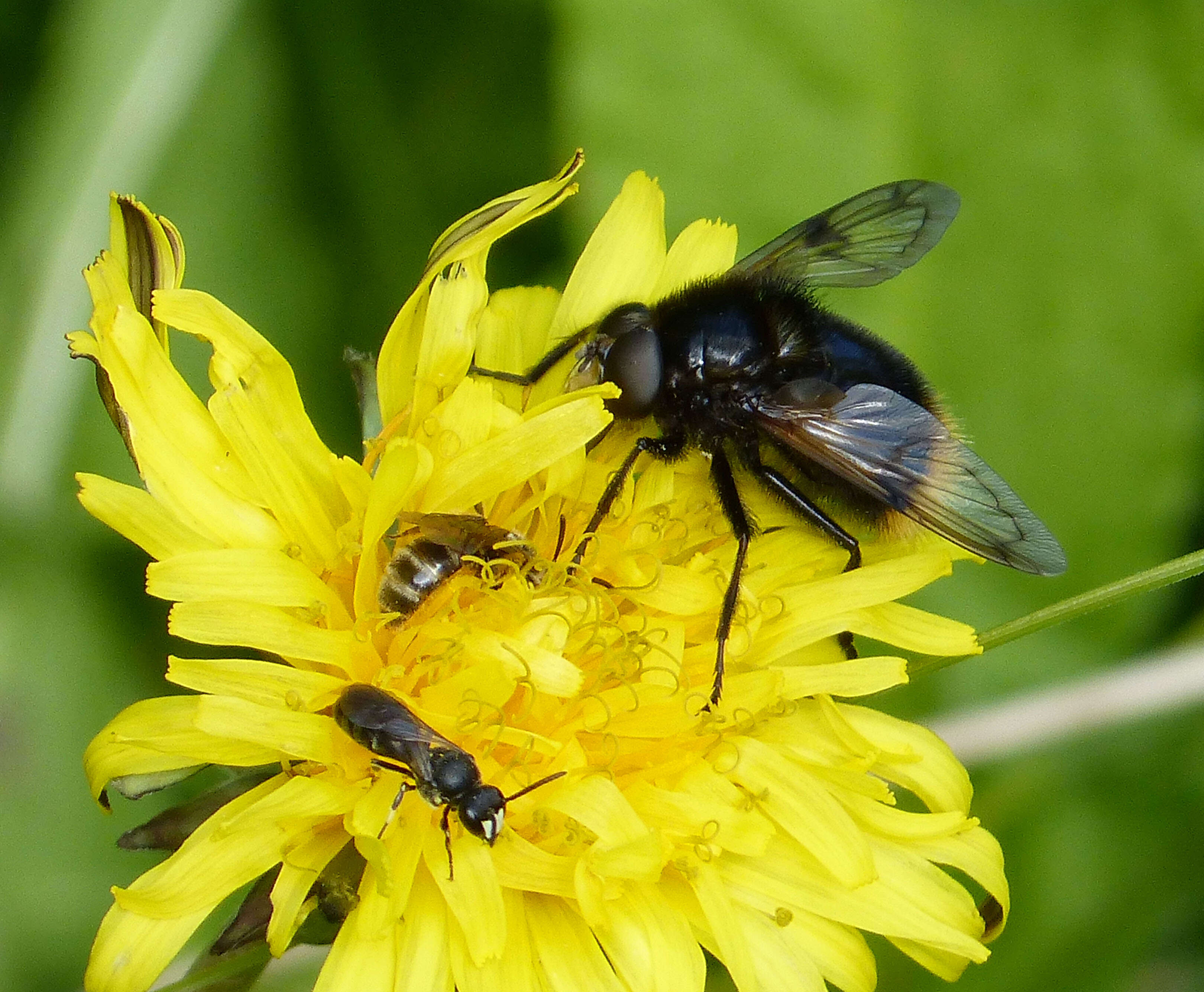 Volucella bombylans (Linnaeus 1758) resmi