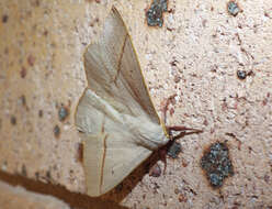 Image of Australian lappet moths