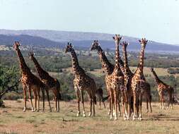 Image of Giraffes