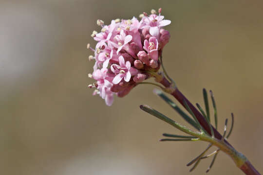 Image of Valeriana dioscoridis Sibth. & Sm.