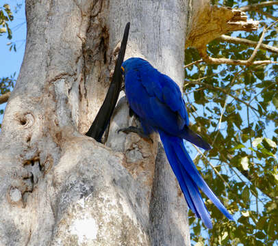 Image of Hyacinth Macaw