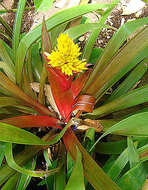 Image of tufted airplant