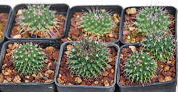 Image of Mammillaria orcuttii Boed.