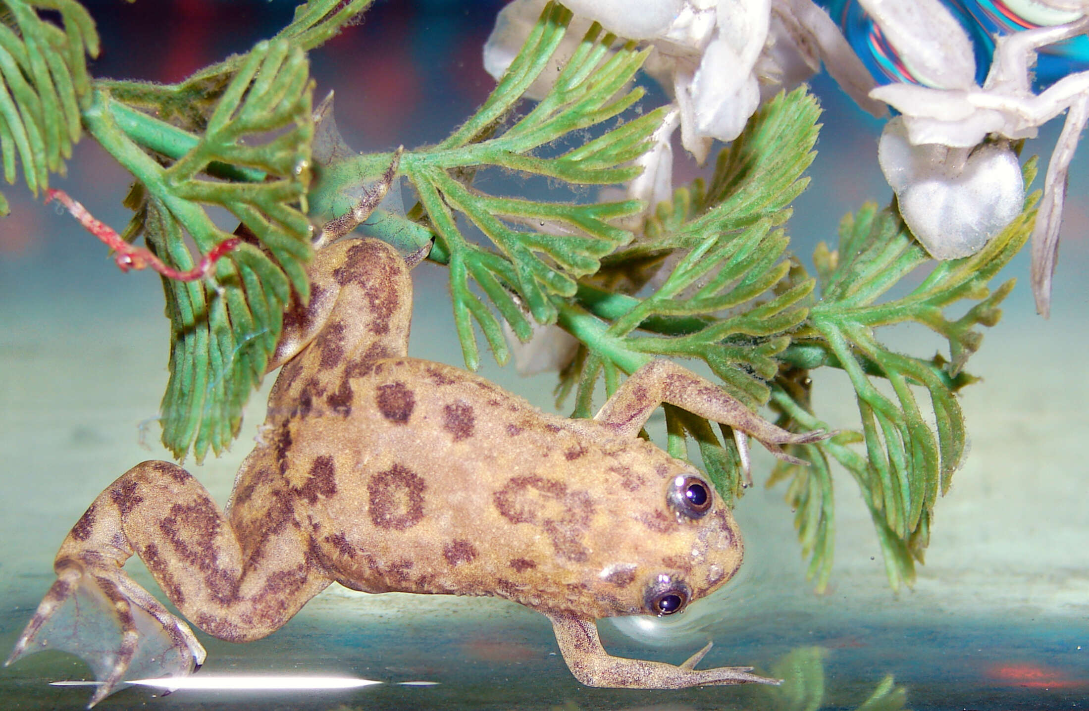 Image of Common Clawed Frogs