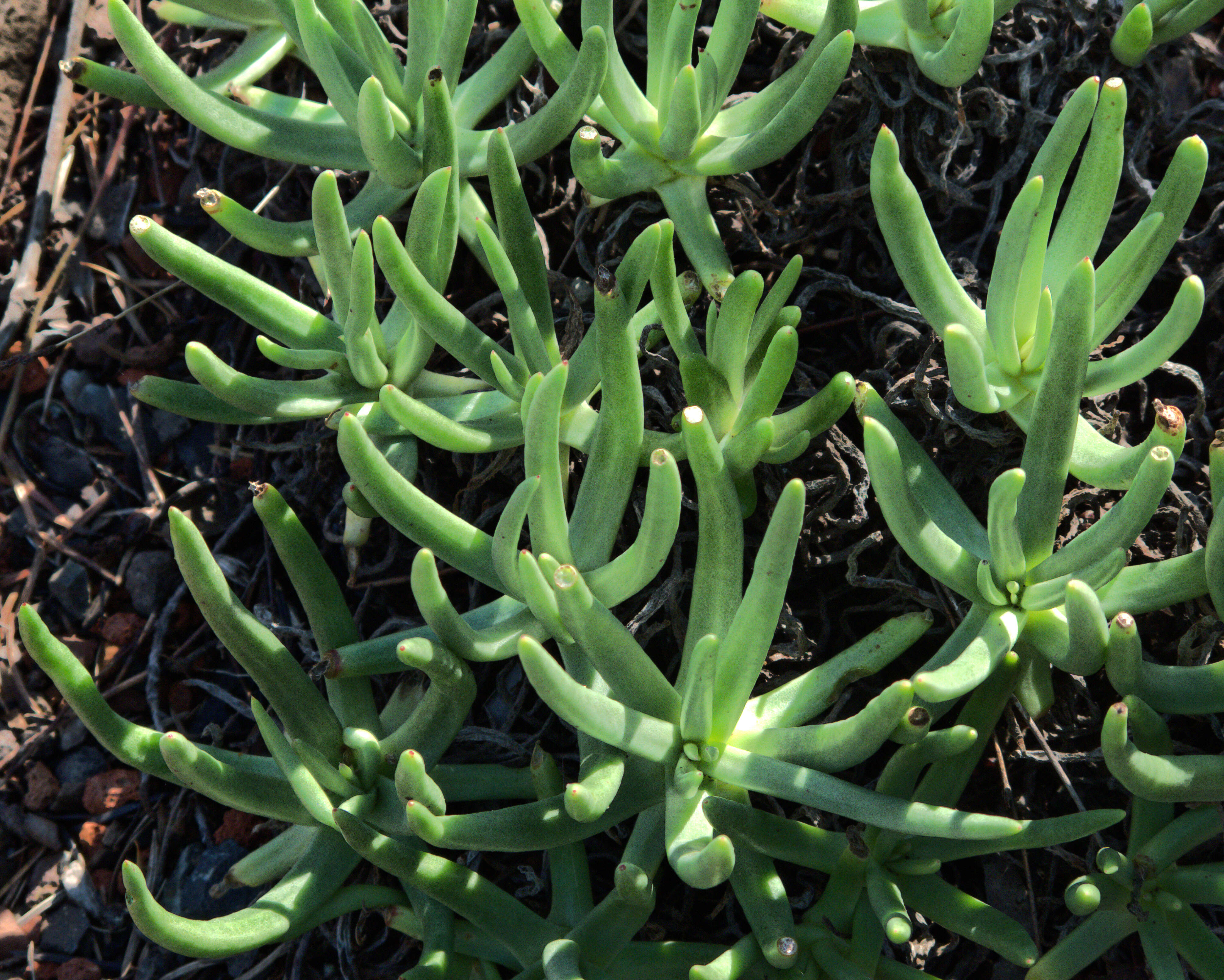 Image of Dudleya