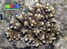 Image of Acropora