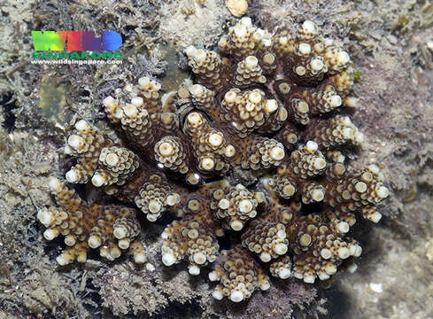 Imagem de Acropora