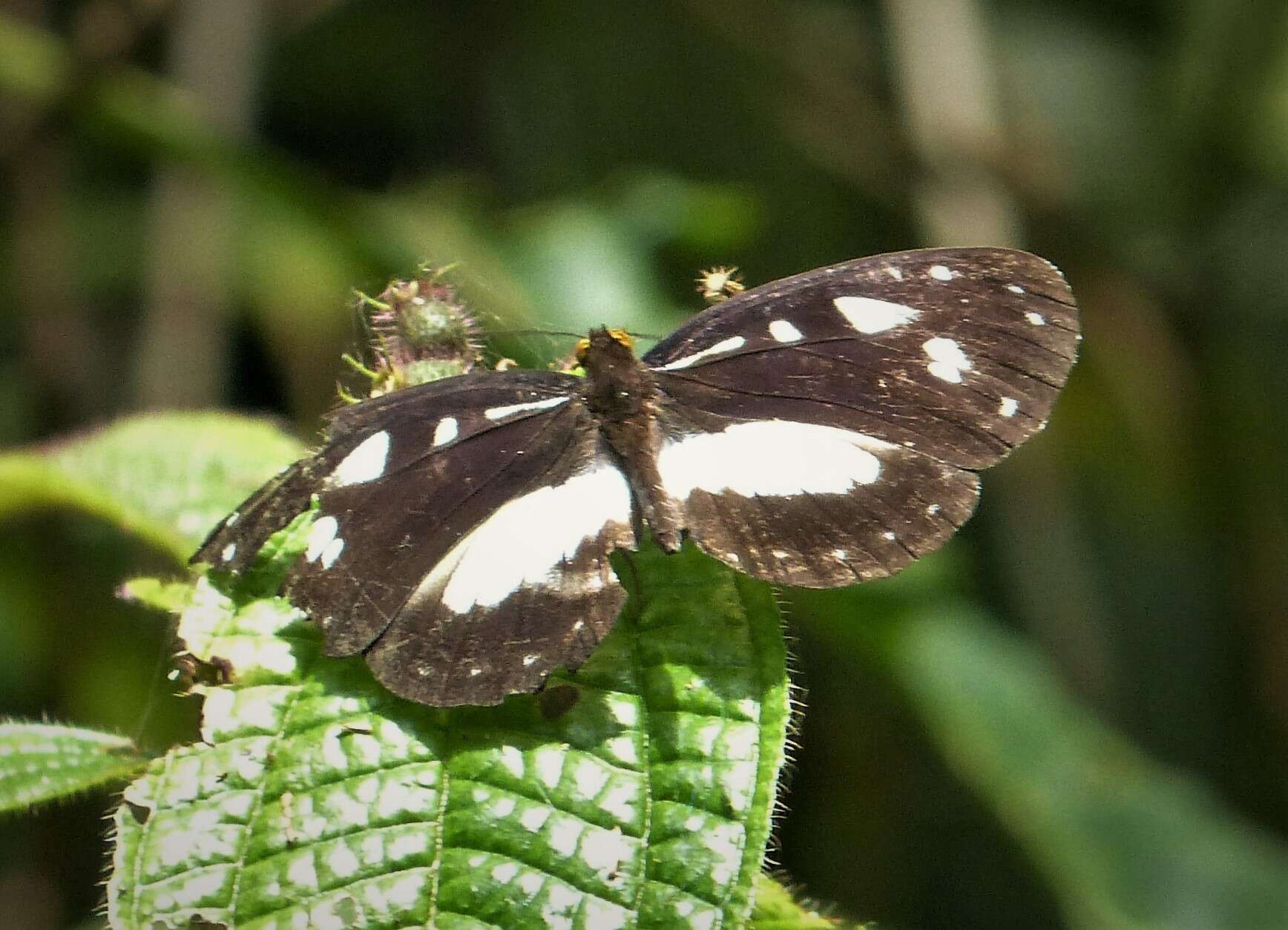 Imagem de Neptis praslini Boisduval 1832