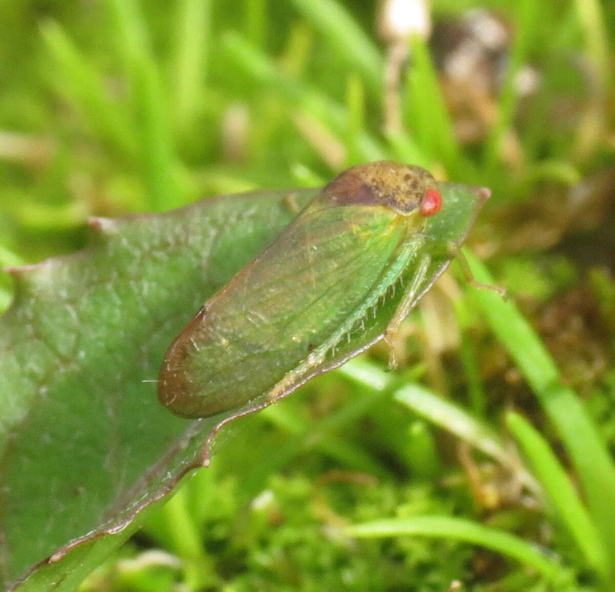 Sivun Iassus lanio Linnaeus 1761 kuva