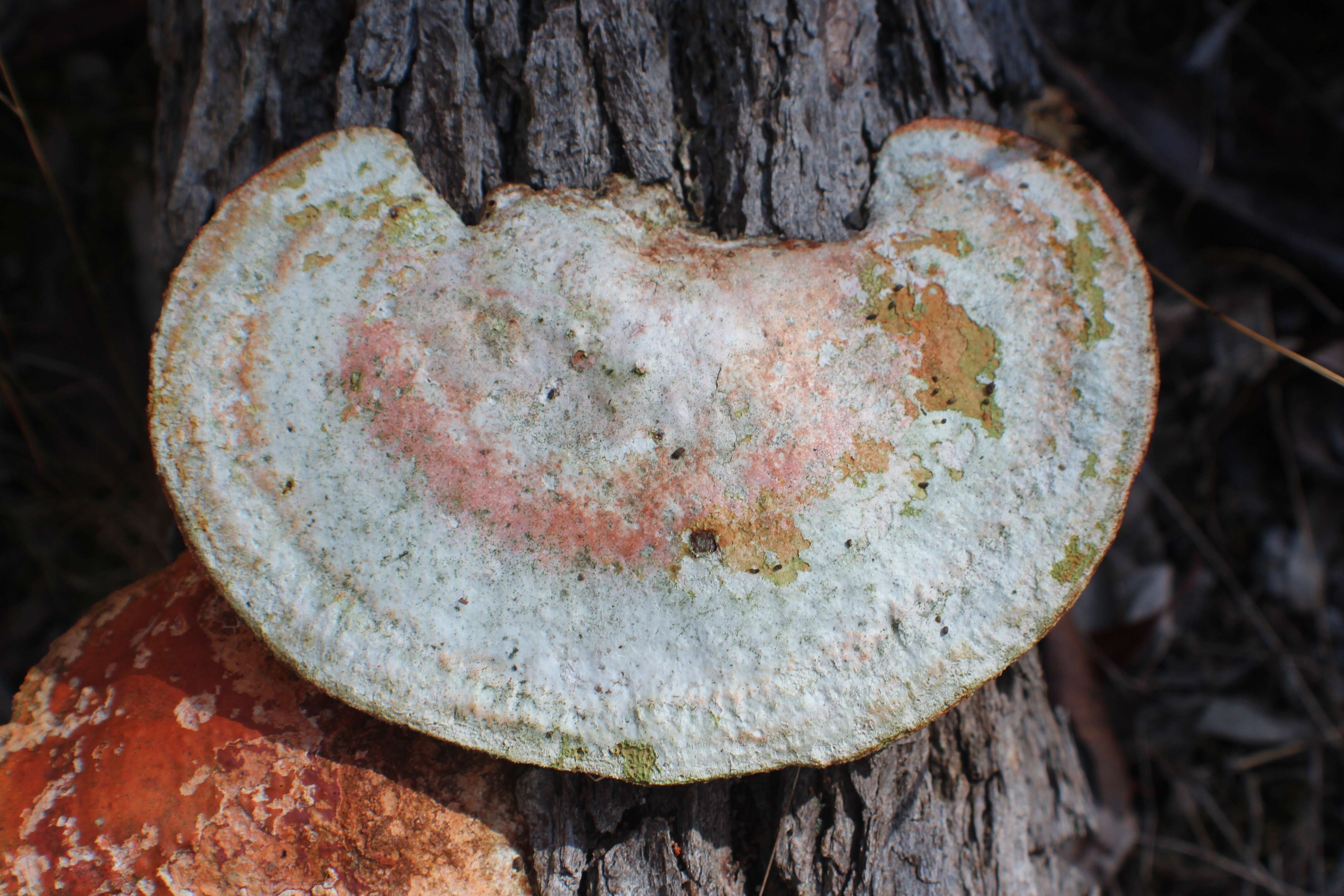 Image of Trametes