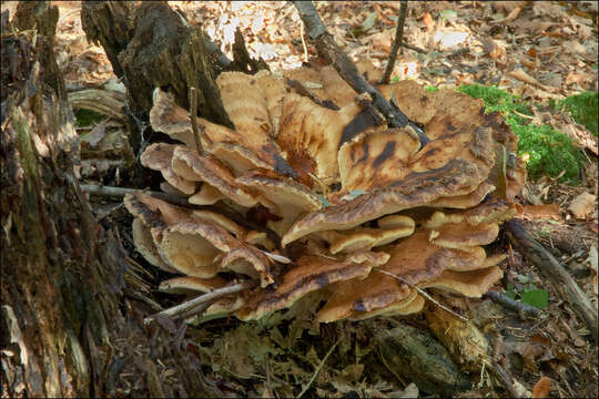 Image of Black-staining Polypore