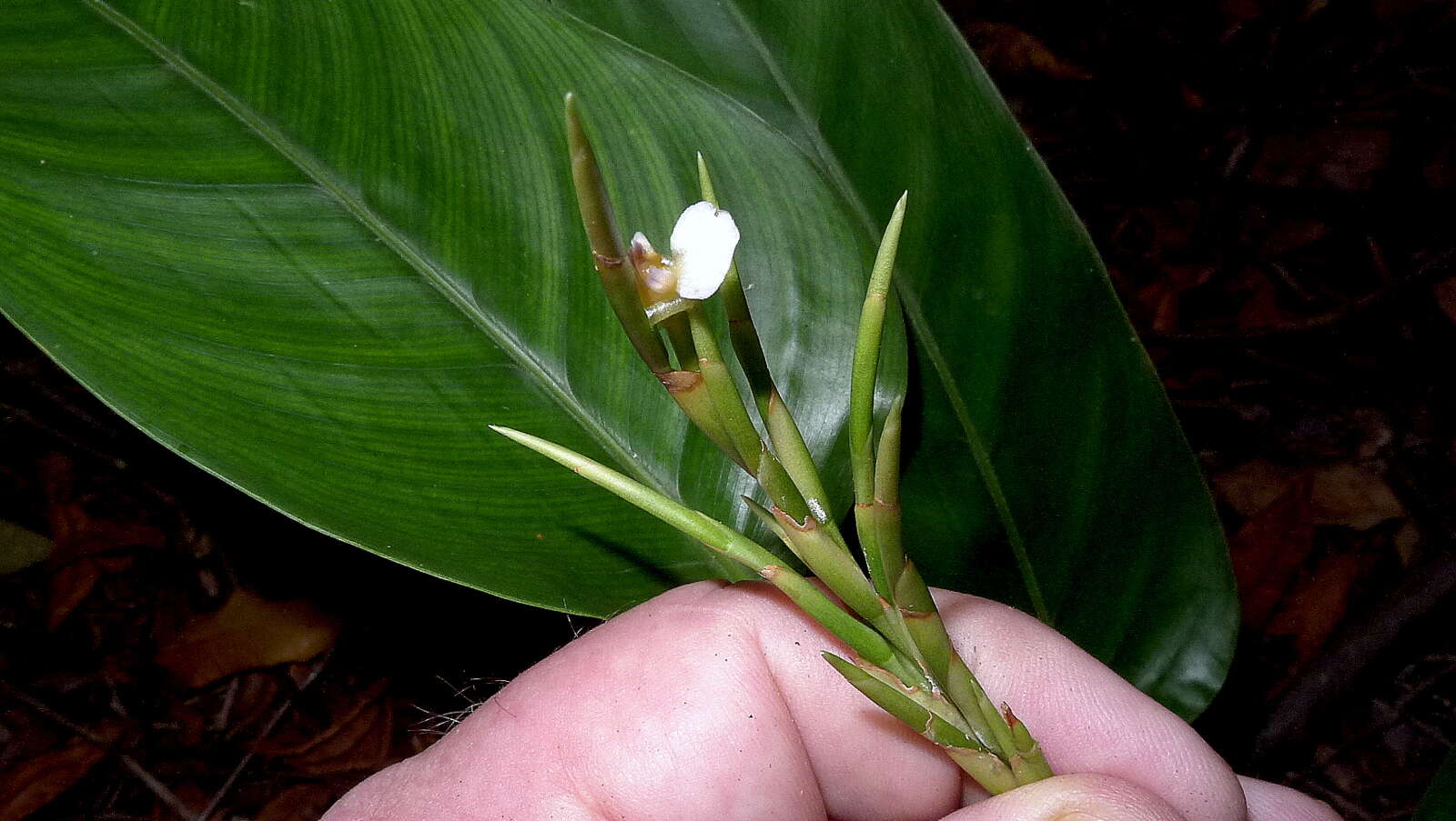 Image of Monotagma plurispicatum (Körn.) K. Schum.