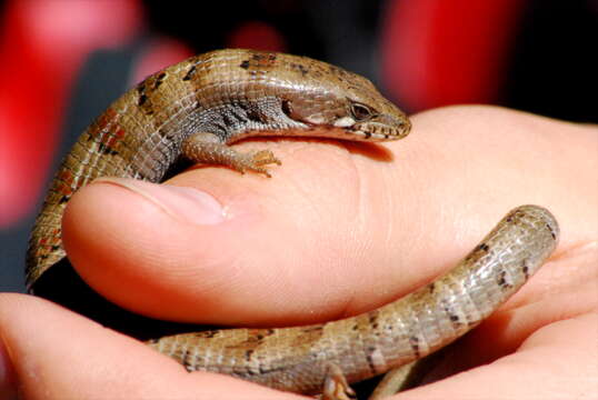 Image of Madrean Alligator Lizard