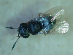 Image of Hymenoptera