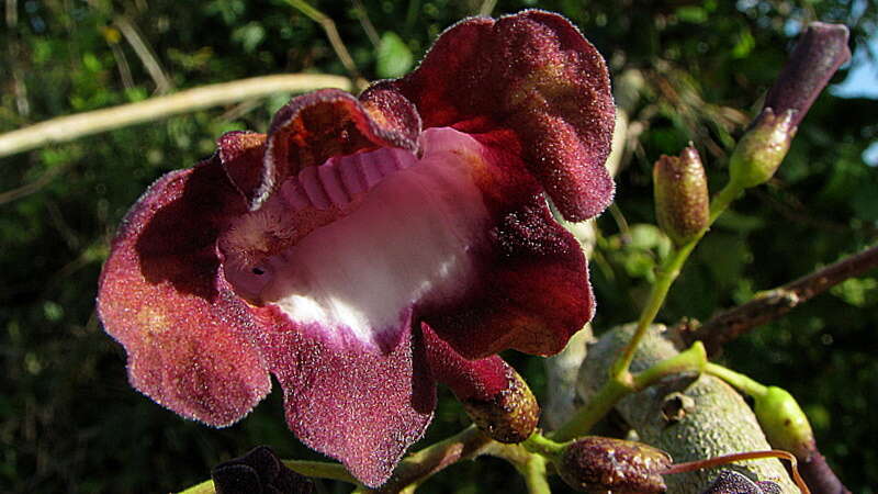 Слика од Jacaranda jasminoides (Thunb.) Sandwith