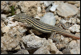 Image of Fringe-fingered lizard