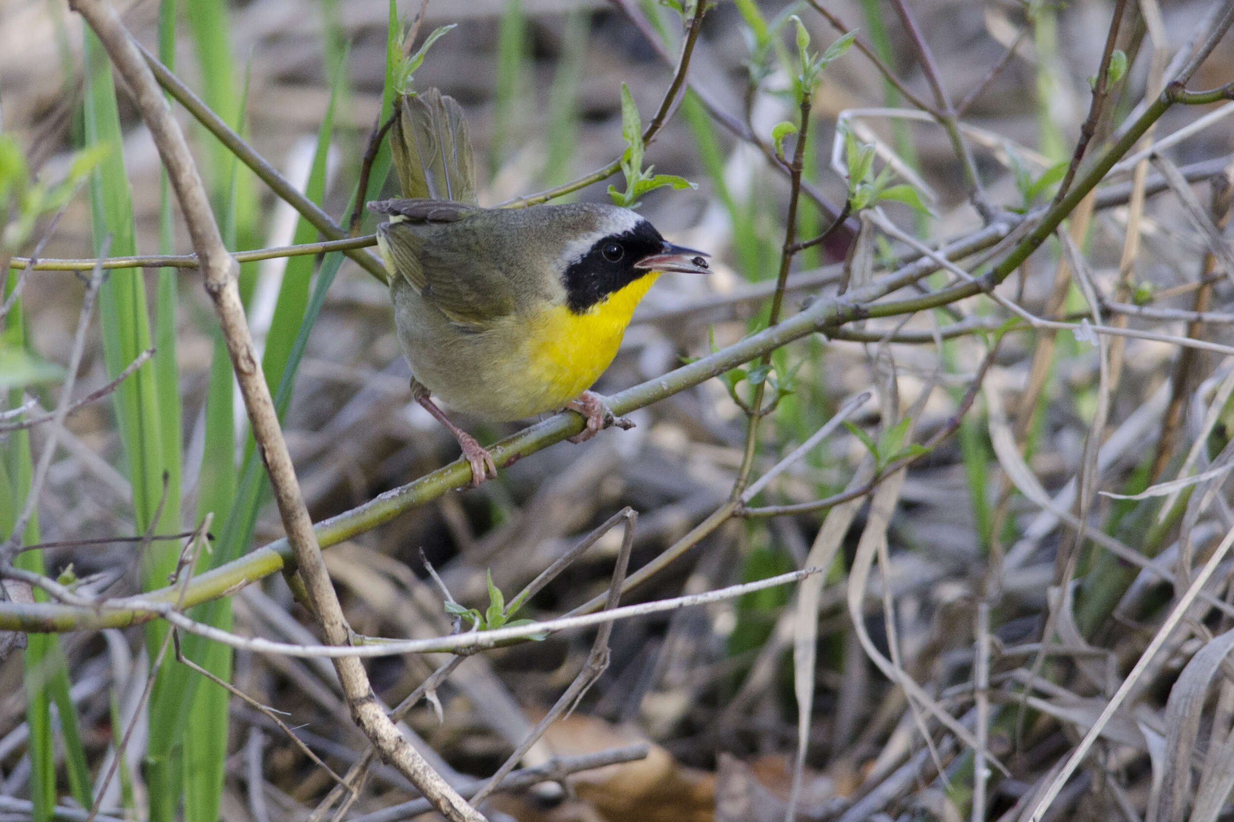 Image of Common Yellowthroat