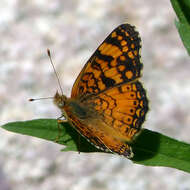 Image of Phyciodes mylitta thebais